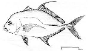 Image result for Caranx lugubris