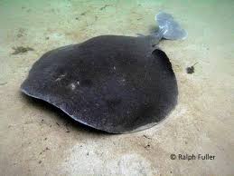 Image result for Torpedo torpedo