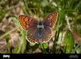 Attēlu rezultāti vaicājumam “Lycaena tityrus female”