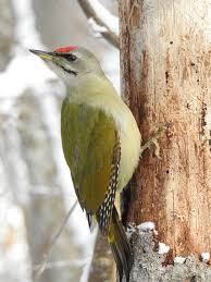 Attēlu rezultāti vaicājumam “Picus canus female”