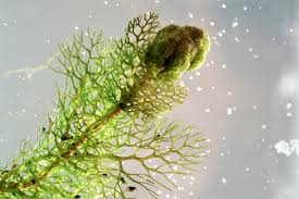 Attēlu rezultāti vaicājumam “Utricularia vulgaris leaf”