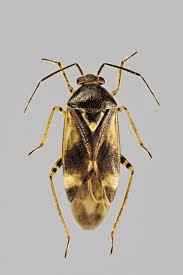 Attēlu rezultāti vaicājumam “Orthops basalis”