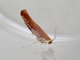 Attēlu rezultāti vaicājumam “Argyresthia albistria”