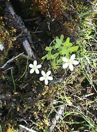 Attēlu rezultāti vaicājumam “Moehringia lateriflora flower”