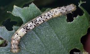 Attēlu rezultāti vaicājumam “Aethalura punctulata”