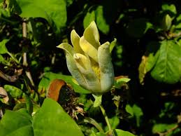 Attēlu rezultāti vaicājumam “Magnolia acuminata bud”