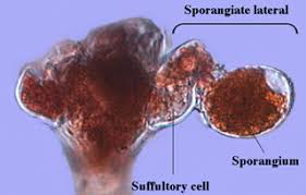 Attēlu rezultāti vaicājumam “Herzogiella seligeri sporophyte”