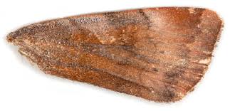 Attēlu rezultāti vaicājumam “Euphydrias aurinia upperside”