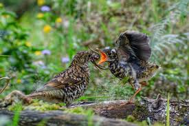 Image result for Zoothera dauma