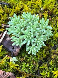 Attēlu rezultāti vaicājumam “Sedum hispanicum leaf”