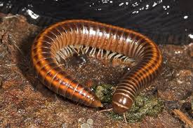 Attēlu rezultāti vaicājumam “Ommatoiulus sabulosus aimatopodus”