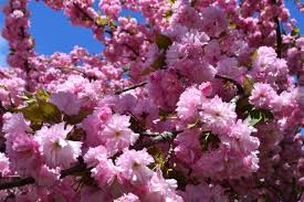 Image result for "cherry blossom" washington