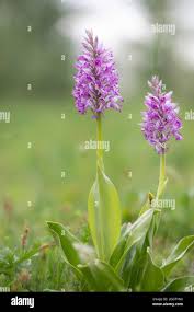 Attēlu rezultāti vaicājumam “Orchis militaris”