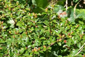 Attēlu rezultāti vaicājumam “Cotoneaster divaricatus”