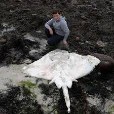 Image result for Dipturus intermedius