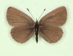 Attēlu rezultāti vaicājumam “Cupido minimus female”