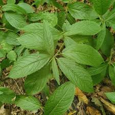 Attēlu rezultāti vaicājumam “Mercurialis perennis bud”
