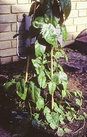 Attēlu rezultāti vaicājumam “Vitaceae”