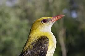 Attēlu rezultāti vaicājumam “Oriolus oriolus female”