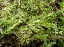 Attēlu rezultāti vaicājumam “Chiloscyphus pallescens”