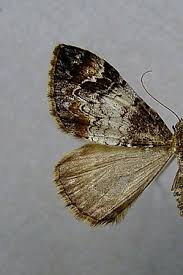 Attēlu rezultāti vaicājumam “Dysstroma truncata”