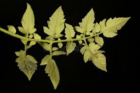 Attēlu rezultāti vaicājumam “Lycopersicon esculentum leaf”