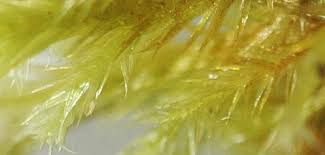 Attēlu rezultāti vaicājumam “Tomentypnum nitens”