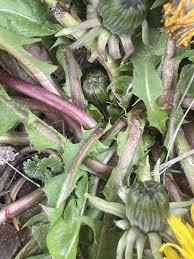 Attēlu rezultāti vaicājumam “Taraxacum suecicum flower”