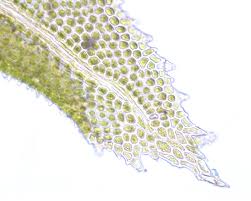 Attēlu rezultāti vaicājumam “Aulacomnium androgynum sporophyte”