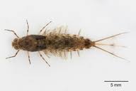 Attēlu rezultāti vaicājumam “Siphlonurus”