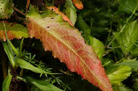 Attēlu rezultāti vaicājumam “Rumex obtusifolius fruit”