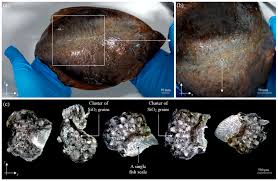 Image result for Pleuronectes platessa