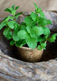 Attēlu rezultāti vaicājumam “Mentha spicata”