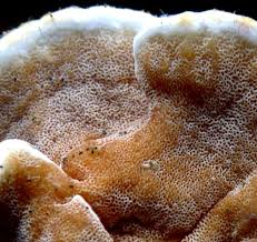 Attēlu rezultāti vaicājumam “Postia fragilis”