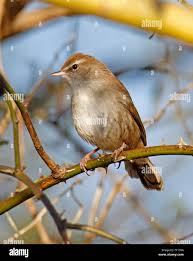 Image result for Cettia cetti