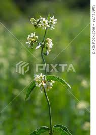 Attēlu rezultāti vaicājumam “Vincetoxicum hirundinaria”