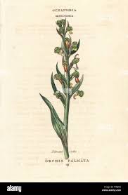 Attēlu rezultāti vaicājumam “Dactylorhiza incarnata leaf”