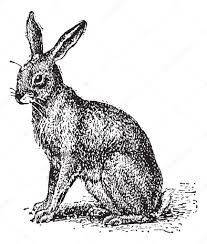 Attēlu rezultāti vaicājumam “Lepus sp.”