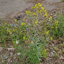 Image result for Isatis tinctoria