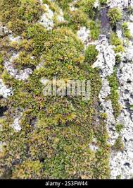 Attēlu rezultāti vaicājumam “Orthotrichum diaphanum”