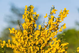 Attēlu rezultāti vaicājumam “Cytisus scoparius flower”
