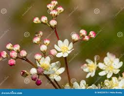Attēlu rezultāti vaicājumam “Filipendula vulgaris bud”