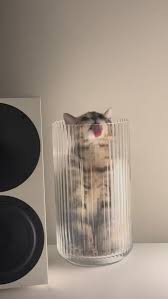 Kuvahaun tulos haulle bonsaikitten