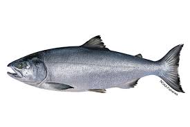 Image result for Oncorhynchus keta