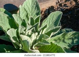 Attēlu rezultāti vaicājumam “Verbascum nigrum leaf”