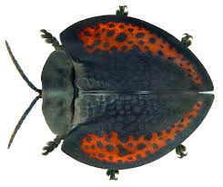 Attēlu rezultāti vaicājumam “Aphodius sp. imago”