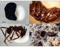 Attēlu rezultāti vaicājumam “Acronicta auricoma larva”