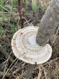 Attēlu rezultāti vaicājumam “Daedaleopsis confragosa”