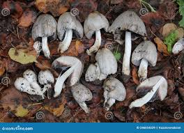 Attēlu rezultāti vaicājumam “Coprinus atramentarius”