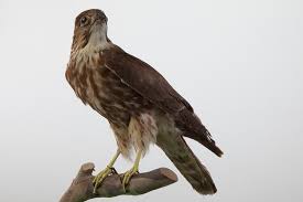 Image result for Falco columbarius